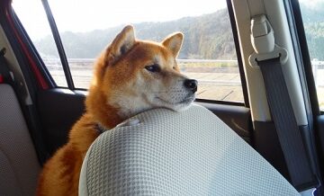 ペット同乗時の事故補償は？