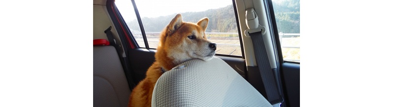 ペット同乗時の事故補償は？